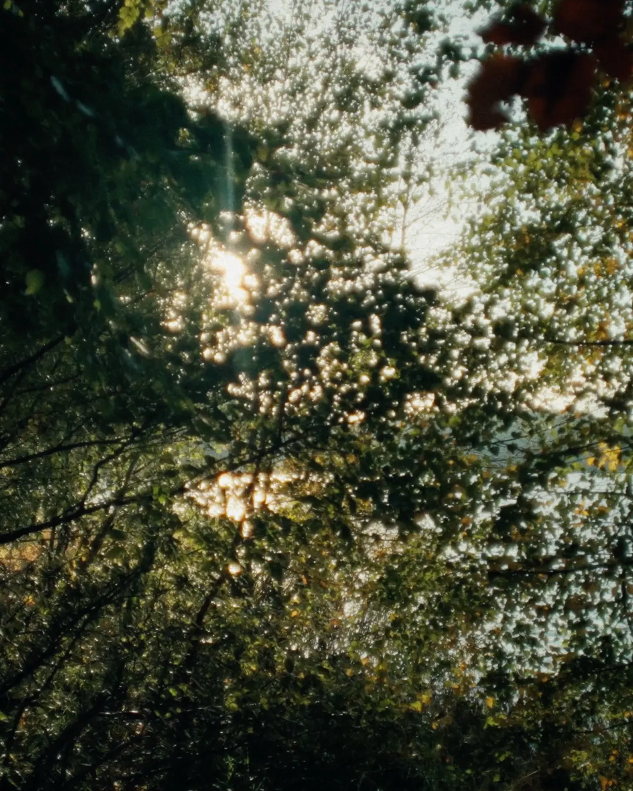 Sunlight through a forest canopy